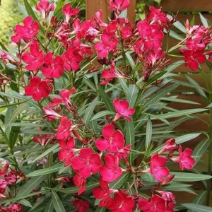 Red Nerium Oleander Plant – Live Tropical Flowering Shrub – 3-6