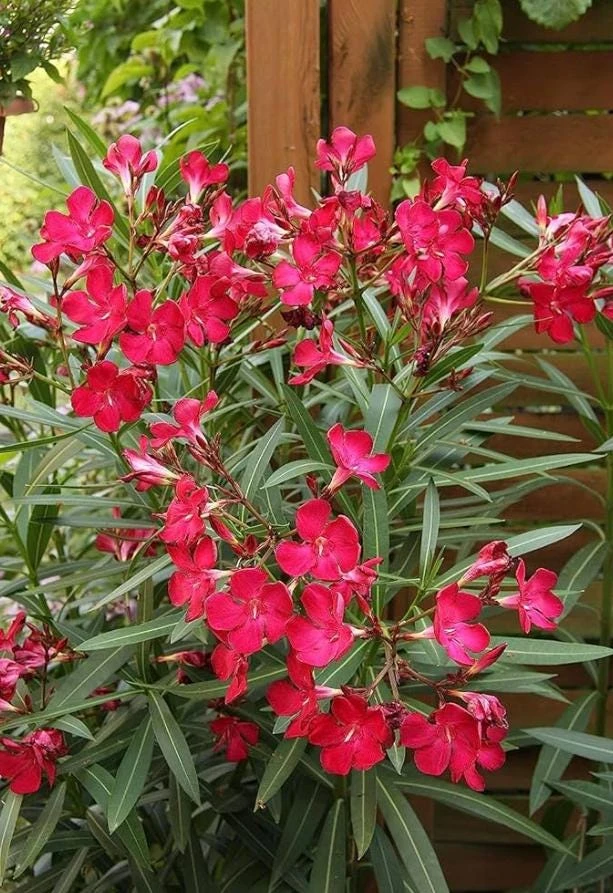 Red Nerium Oleander Plant – Live Tropical Flowering Shrub – 3-6" Tall - Image 2