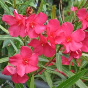 Red Nerium Oleander Plant – Live Tropical Flowering Shrub – 3-6