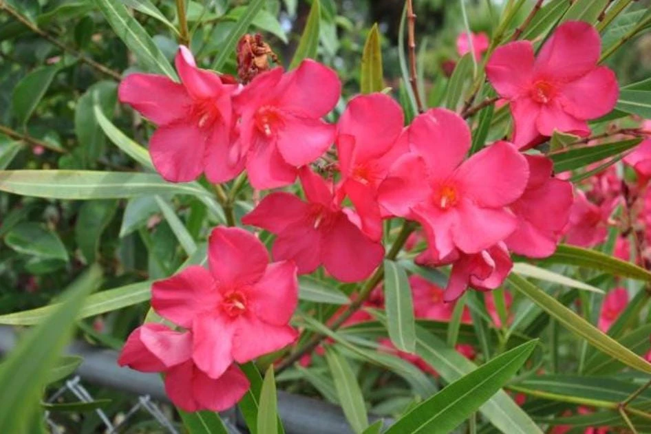 Red Nerium Oleander Plant – Live Tropical Flowering Shrub – 3-6" Tall - Image 3
