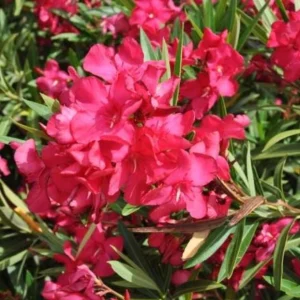 Red Nerium Oleander Plant – Live Tropical Flowering Shrub – 3-6