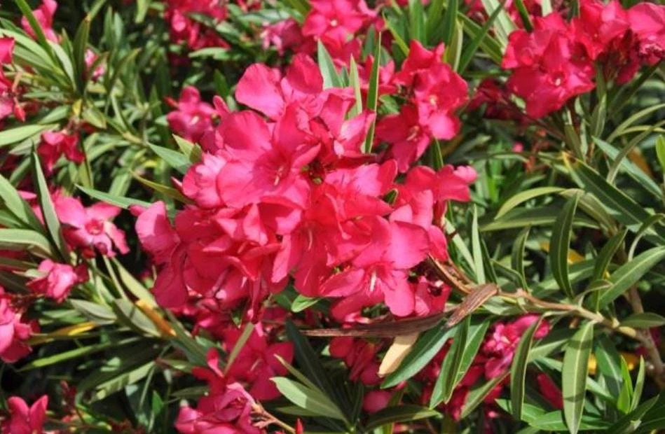 Red Nerium Oleander Plant – Live Tropical Flowering Shrub – 3-6" Tall - Image 4