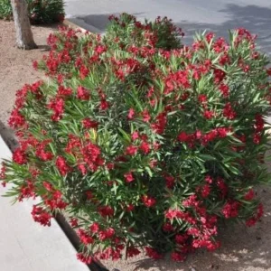 Red Nerium Oleander Plant – Live Tropical Flowering Shrub – 3-6