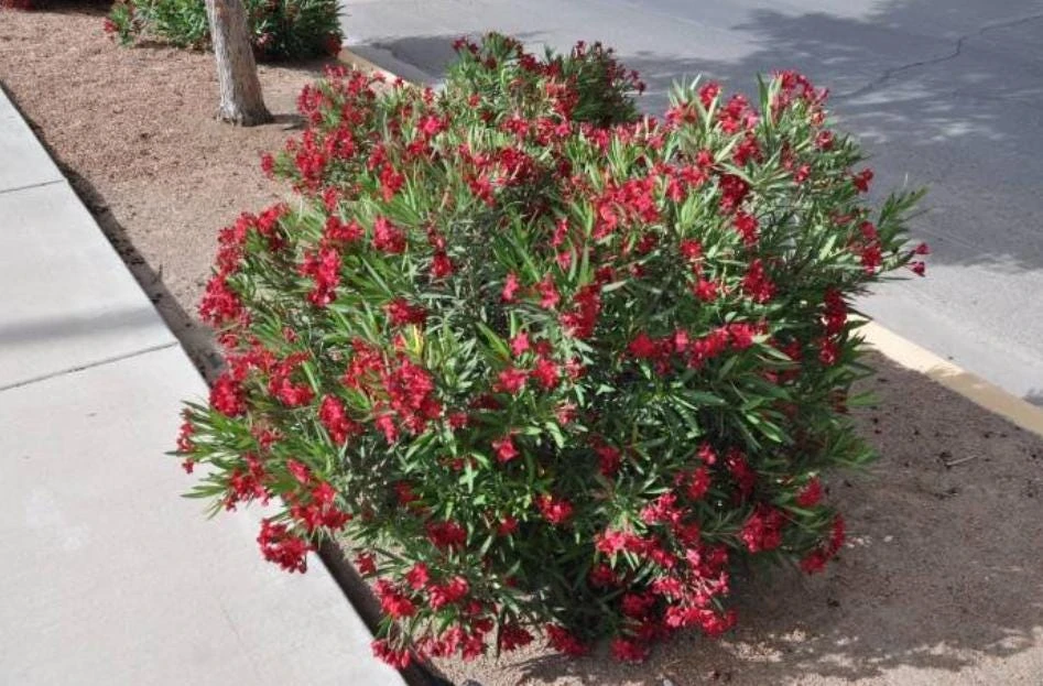 Red Nerium Oleander Plant – Live Tropical Flowering Shrub – 3-6" Tall - Image 5