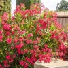 Red Nerium Oleander Plant – Live Tropical Flowering Shrub – 3-6" Tall - Image 1