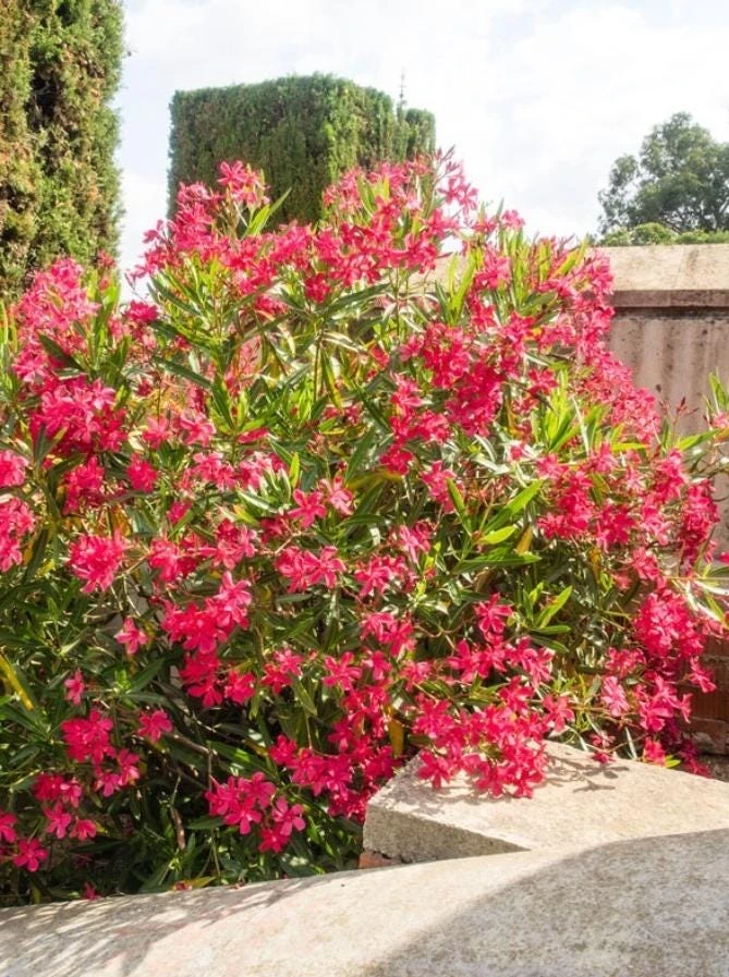 Red Nerium Oleander Plant – Live Tropical Flowering Shrub – 3-6" Tall - Image 1