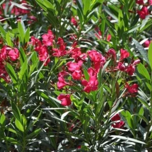 Red Nerium Oleander Plant – Live Tropical Flowering Shrub – 3-6