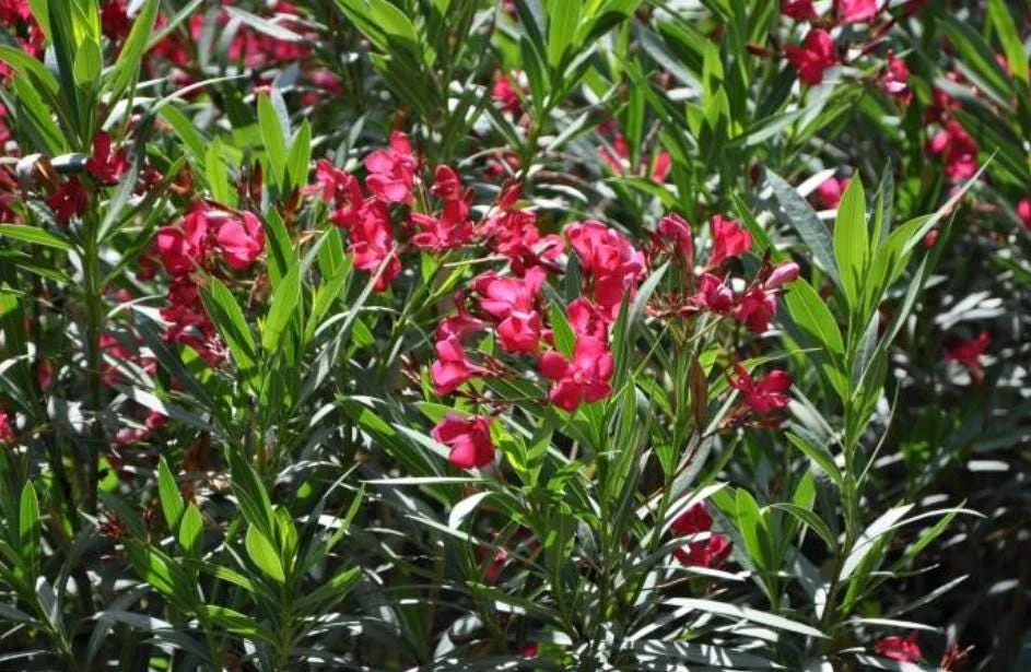 Red Nerium Oleander Plant – Live Tropical Flowering Shrub – 3-6" Tall - Image 6
