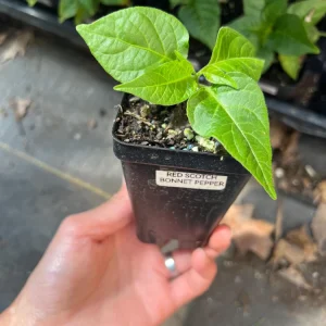 Red Scotch Bonnet Pepper Live Plant - 2.5 inch Pot - Fruity Hot Chile - Image 2