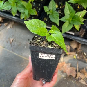 Red Scotch Bonnet Pepper Live Plant - 2.5 inch Pot - Fruity Hot Chile - Image 3