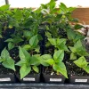 Red Scotch Bonnet Pepper Live Plant - 2.5 inch Pot - Fruity Hot Chile - Image 1