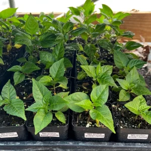 Red Scotch Bonnet Pepper Live Plant - 2.5 inch Pot - Fruity Hot Chile - Image 1