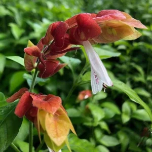 Red Shrimp Plant Live Tropical Flower – Justicia Brandegeeana – 3-6