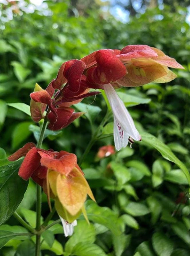 Red Shrimp Plant Live Tropical Flower – Justicia Brandegeeana – 3-6" Tall – Indoor/Outdoor - Image 2
