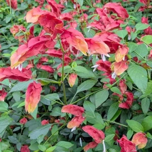Red Shrimp Plant Live Tropical Flower – Justicia Brandegeeana – 3-6