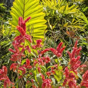 Red Shrimp Plant Live Tropical Flower – Justicia Brandegeeana – 3-6
