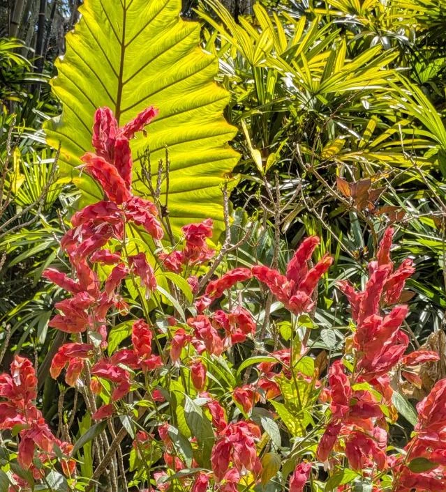 Red Shrimp Plant Live Tropical Flower – Justicia Brandegeeana – 3-6" Tall – Indoor/Outdoor - Image 4