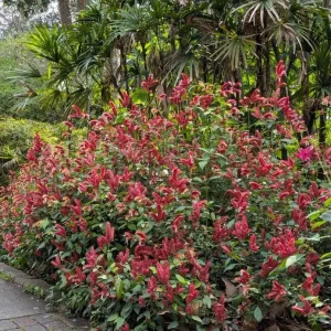 Red Shrimp Plant Live Tropical Flower – Justicia Brandegeeana – 3-6