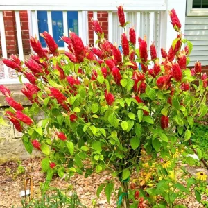 Red Shrimp Plant Live Tropical Flower – Justicia Brandegeeana – 3-6