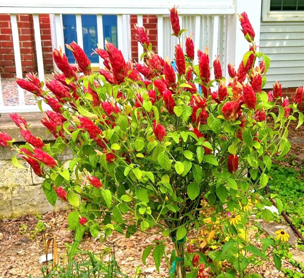 Red Shrimp Plant Live Tropical Flower – Justicia Brandegeeana – 3-6" Tall – Indoor/Outdoor - Image 6