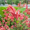 Red Shrimp Plant Live Tropical Flower – Justicia Brandegeeana – 3-6" Tall – Indoor/Outdoor - Image 1