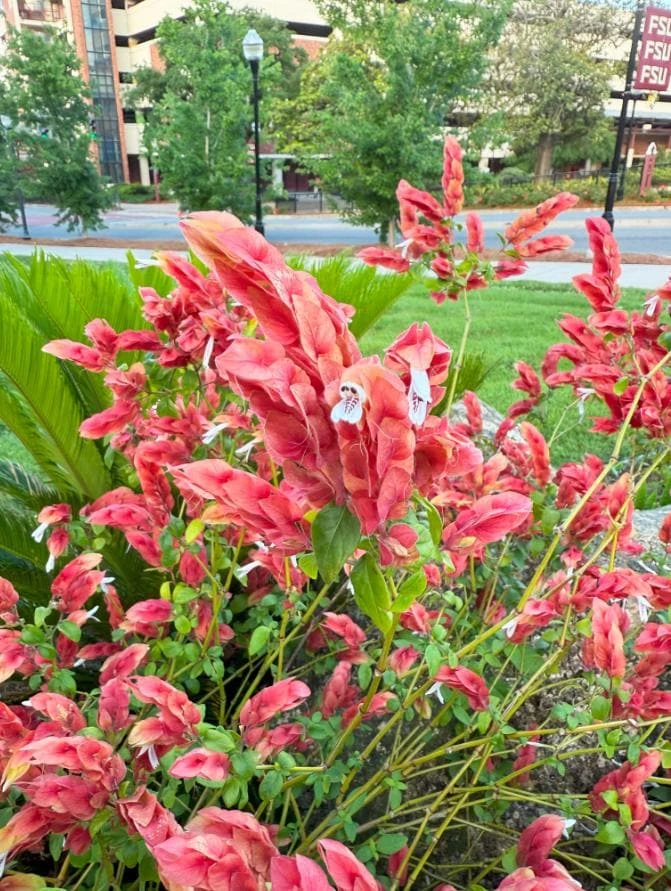 Red Shrimp Plant Live Tropical Flower – Justicia Brandegeeana – 3-6" Tall – Indoor/Outdoor - Image 1
