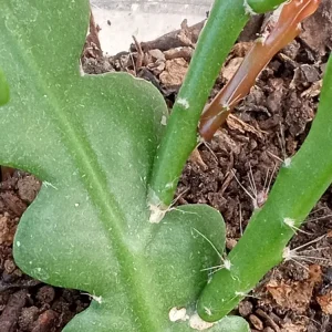 Ric Rac Cactus Live Plant – Epiphyllum Anguliger Rooted – 1 Plant – Indoor/Outdoor - Image 4