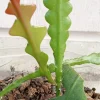 Ric Rac Cactus Live Plant – Epiphyllum Anguliger Rooted – 1 Plant – Indoor/Outdoor - Image 1