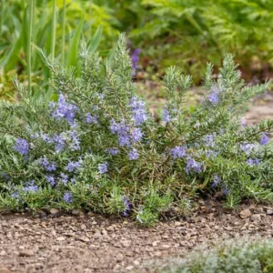 Rosemary Upright ARP Live Plant – Fragrant Culinary Herb – 4