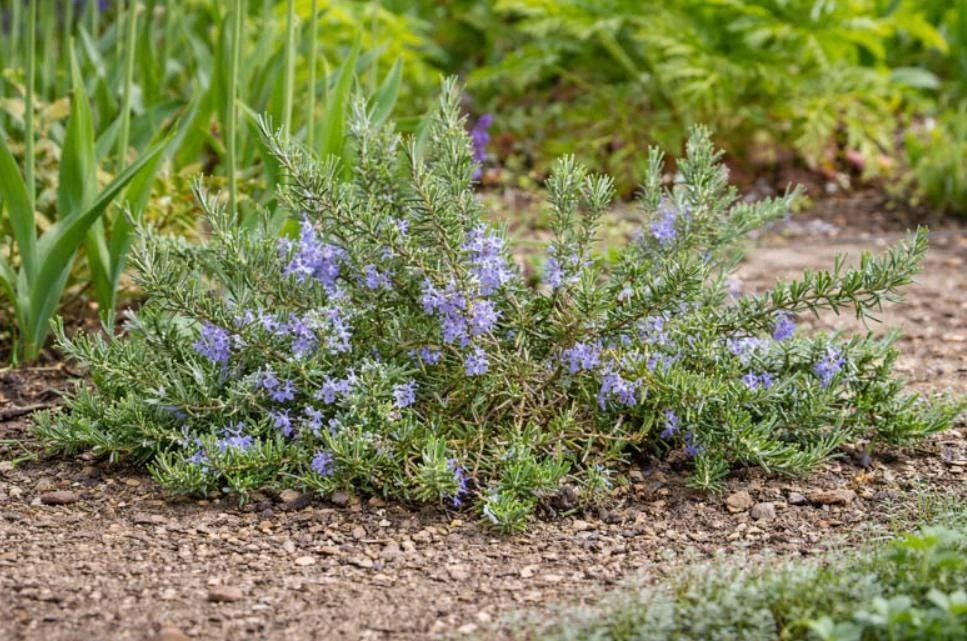 Rosemary Upright ARP Live Plant – Fragrant Culinary Herb – 4" Pot – Outdoor - Image 2