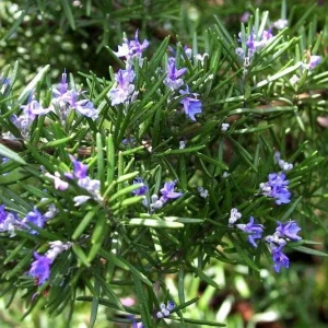 Rosemary Upright ARP Live Plant – Fragrant Culinary Herb – 4