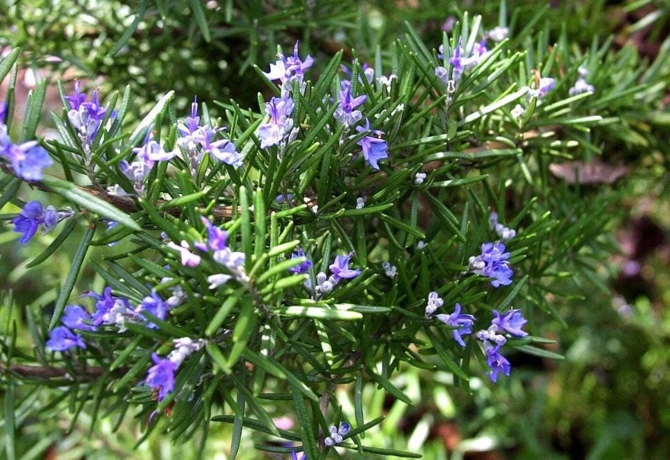 Rosemary Upright ARP Live Plant – Fragrant Culinary Herb – 4" Pot – Outdoor - Image 3
