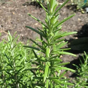Rosemary Upright ARP Live Plant – Fragrant Culinary Herb – 4