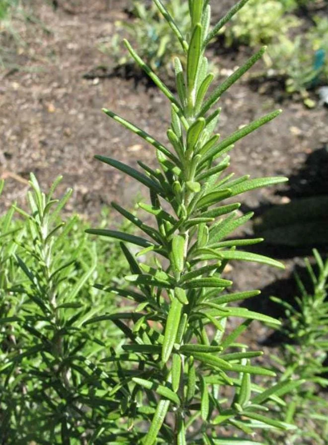 Rosemary Upright ARP Live Plant – Fragrant Culinary Herb – 4" Pot – Outdoor - Image 4