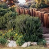 Rosemary Upright ARP Live Plant – Fragrant Culinary Herb – 4" Pot – Outdoor - Image 1