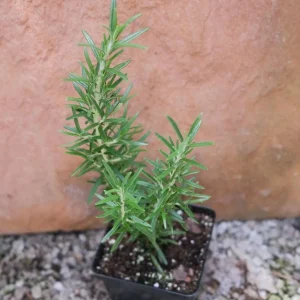 Rosemary Upright ARP Live Plant – Fragrant Culinary Herb – 4