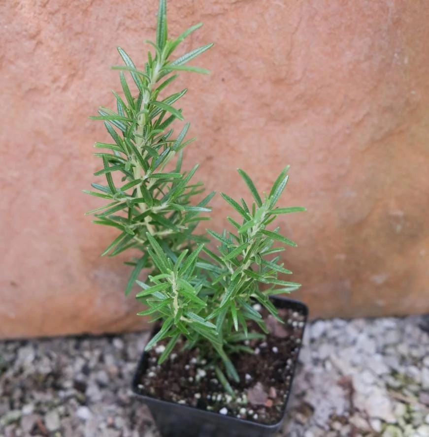 Rosemary Upright ARP Live Plant – Fragrant Culinary Herb – 4" Pot – Outdoor - Image 5