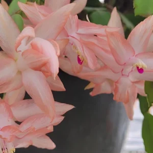 Salmon Thanksgiving Cactus Live Plant – 3