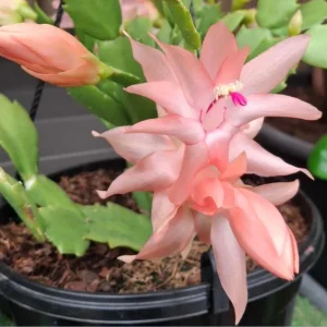 Salmon Thanksgiving Cactus Live Plant – 3