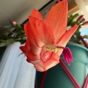 Salmon Thanksgiving Cactus Live Plant – 3