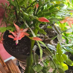 Salmon Thanksgiving Cactus Live Plant – 3