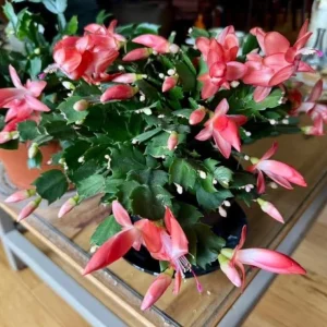 Salmon Thanksgiving Cactus Live Plant – 3