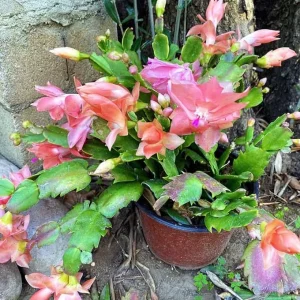 Salmon Thanksgiving Cactus Live Plant – 3