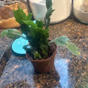 Salmon Thanksgiving Cactus Live Plant – 3