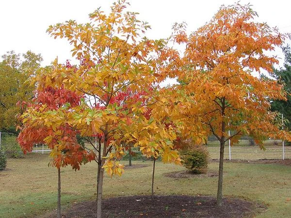 Sassafras Tree Live Plant - 15-20" Tall - 1 Gallon Pot - Outdoor Native Tree - Image 2