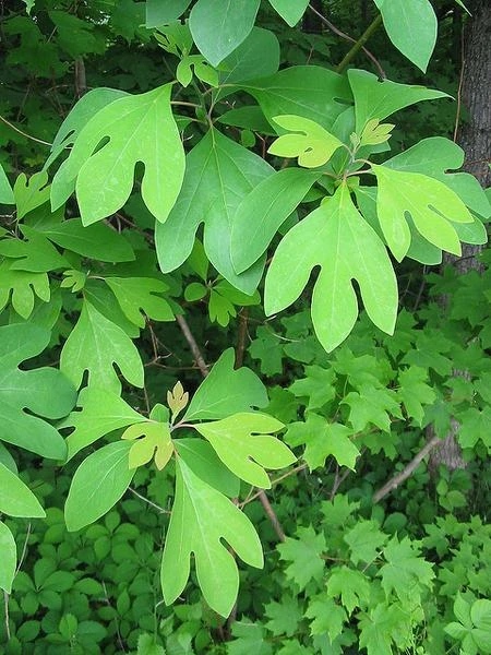 Sassafras Tree Live Plant - 15-20" Tall - 1 Gallon Pot - Outdoor Native Tree - Image 3