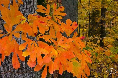 Sassafras Tree Live Plant - 15-20" Tall - 1 Gallon Pot - Outdoor Native Tree - Image 4