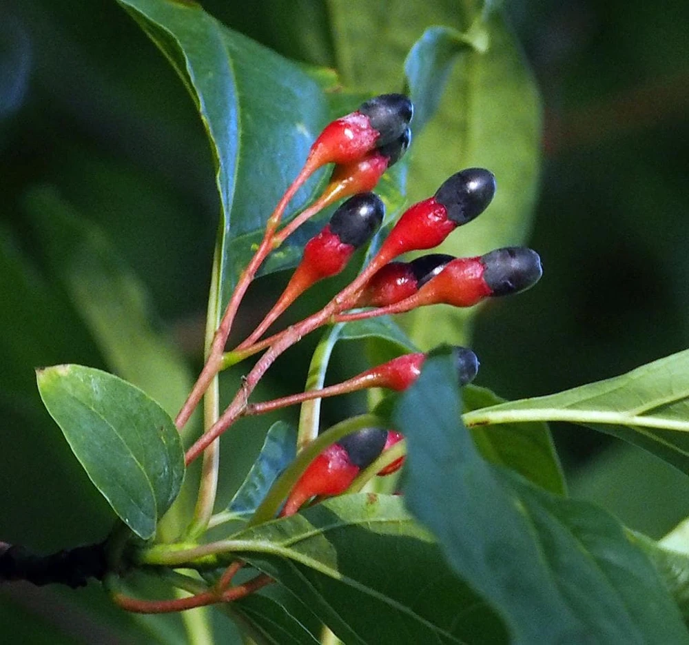 Sassafras Tree Live Plant - 15-20" Tall - 1 Gallon Pot - Outdoor Native Tree - Image 5