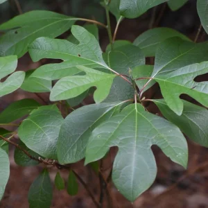 Sassafras Tree Live Plant - 15-20