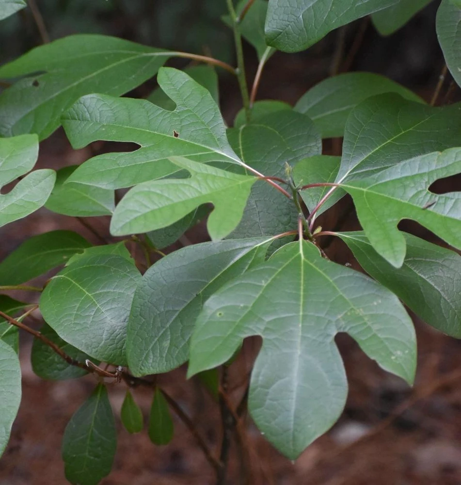 Sassafras Tree Live Plant - 15-20" Tall - 1 Gallon Pot - Outdoor Native Tree - Image 1
